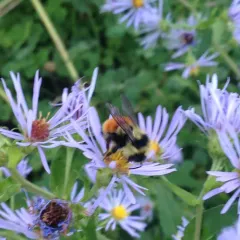 Tricolored Bumble Bee thumbnail 1