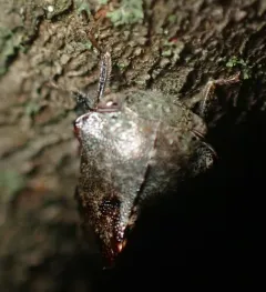 Basswood Treehopper thumbnail 2