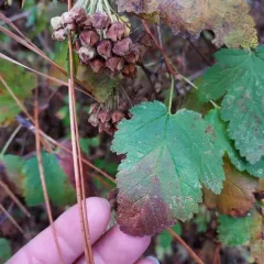 mallow-leaf ninebark thumbnail 3