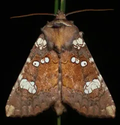 Wild Yam Borer Moth thumbnail 3