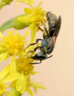 Bruner's Sweat Bee thumbnail 2