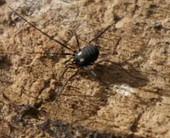 Nemastoma lugubre thumbnail 2