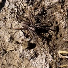 Koch's Wolf Spider thumbnail 2