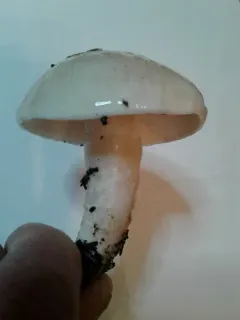 Hygrophorus gliocyclus thumbnail 2