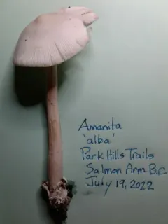 Amanita coryli thumbnail 2