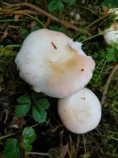 Russula bicolor thumbnail 4