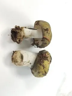 Greasy Green Brittlegill thumbnail 3