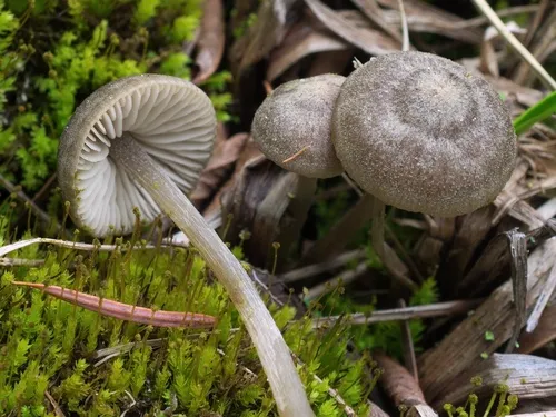 Entoloma fernandae