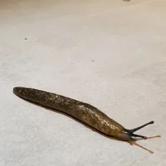 Yellow Cellar Slug thumbnail 3