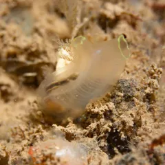 Sea Vase thumbnail 3