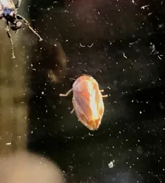 Clastoptera testacea thumbnail 4