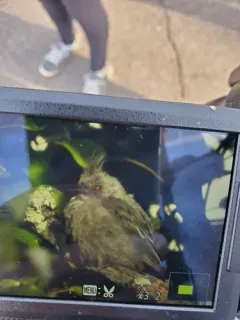 Phainopepla thumbnail 1