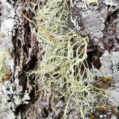 Farinose Cartilage Lichen thumbnail 3