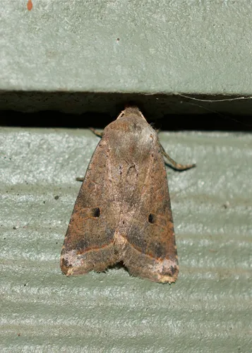 Red-line Quaker