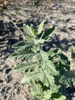 Swanleaf Clouding Sage thumbnail 4