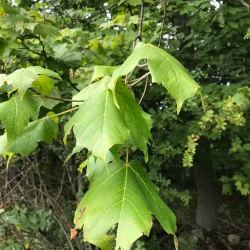 black maple