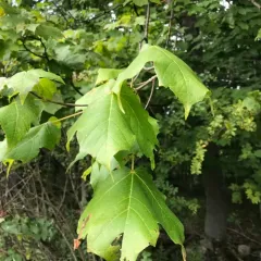 black maple thumbnail 1
