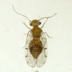 Ectopsocus meridionalis thumbnail 1