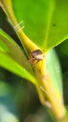 Black-spotted Orbweaver thumbnail 2