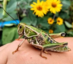 Plains Lubber Grasshopper thumbnail 1