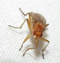 Dryomyza simplex thumbnail 4