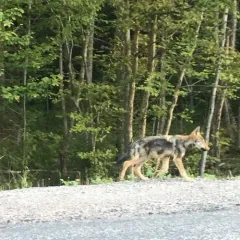 Eastern Wolf thumbnail 3