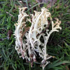 Curled snow lichen thumbnail 3
