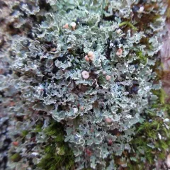 Stubby-stalked Cladonia thumbnail 3