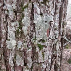 Chrismofulvea dialyta thumbnail 2