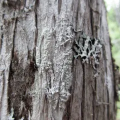 Pertusaria consocians thumbnail 2