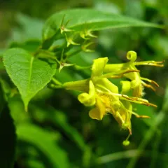 northern bush honeysuckle thumbnail 6