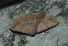 Detracted Owlet thumbnail 3