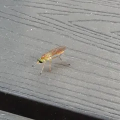 Compost Fly thumbnail 2