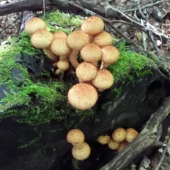 Sharp-scaly Pholiota thumbnail 2
