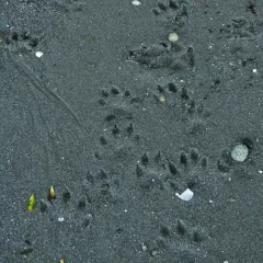 North American River Otter thumbnail 3