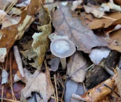 Grey Waxcap thumbnail 3