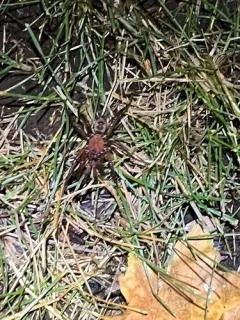 Antrodiaetus montanus thumbnail 3