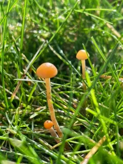 Galerina heterocystis thumbnail 1