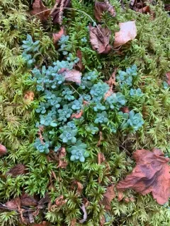 Borsch Stonecrop thumbnail 3