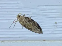 Macrame Moth thumbnail 4