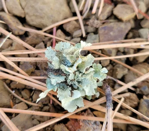 Pallid Candlewax Lichen