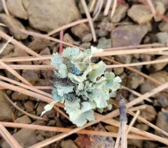 Pallid Candlewax Lichen thumbnail 1