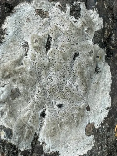 Aspicilia aquatica