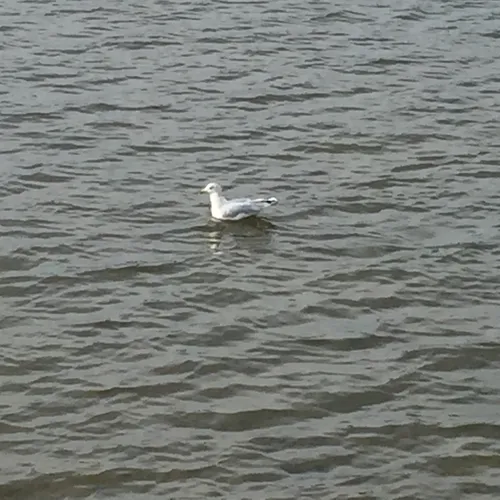 Ring-billed Gull
