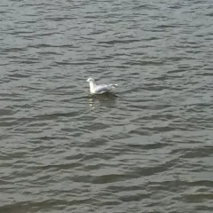 Ring-billed Gull thumbnail 1