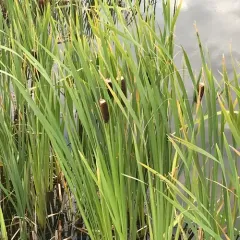 broadleaf cattail thumbnail 4