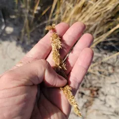 Slim-stem Small-reedgrass thumbnail 3