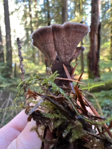 Thelephora multipartita