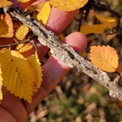 Field Elm thumbnail 2