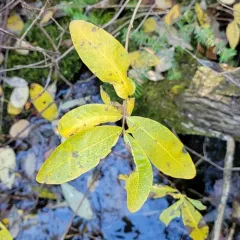 swamp fly honeysuckle thumbnail 3